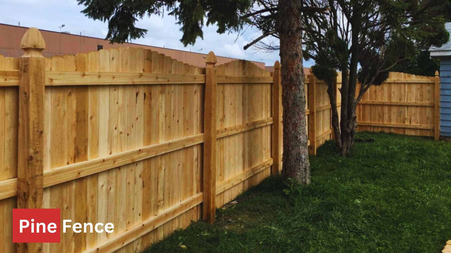 From Pine to Cedar: Choosing the Best Wood for Your Fence!