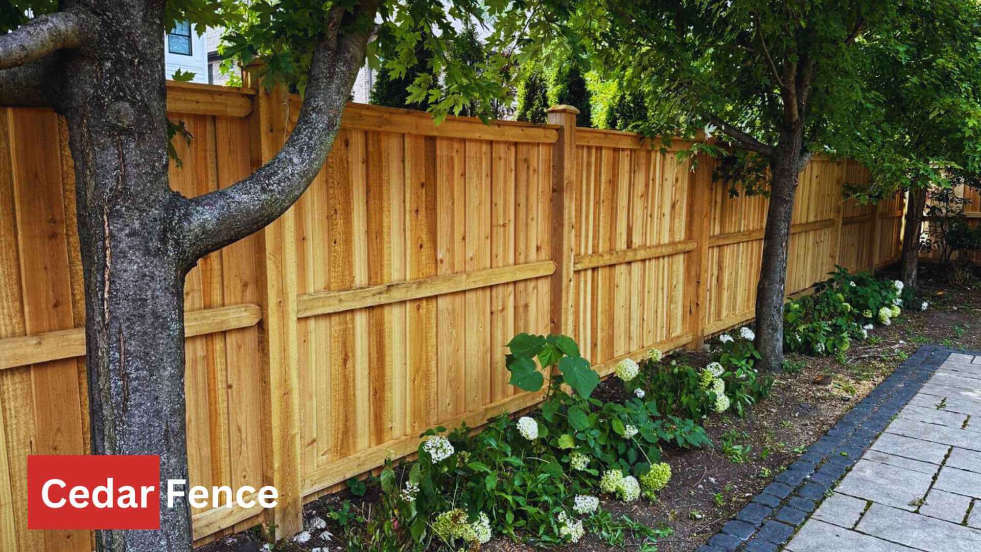 From Pine to Cedar: Choosing the Best Wood for Your Fence!